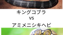 キングコブラ vs アミメニシキヘビ