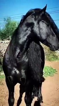 Majestic Beauty: Stunning Black Horse 🐎 | Powerful Equine Majesty | Graceful Movement | Elegant Strength | Noble Spirit | Horse Lovers' Delight | Beautiful Creatures | Animal Perfection | Equine Art | Nature's Wonder 🌟
