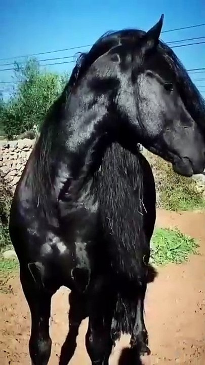 "Majestic Beauty: Stunning Black Horse 🐎 | Powerful Equine Majesty | Graceful Movement | Elegant Strength | Noble Spirit | Horse Lovers' Delight | Beautiful Creatures | Animal Perfection | Equine Art | Nature's Wonder 🌟"