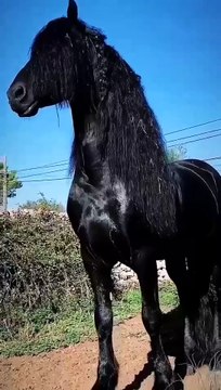 Majestic Beauty: Stunning Black Horse 🐎 | Powerful Equine Majesty | Graceful Movement | Elegant Strength | Noble Spirit | Horse Lovers' Delight | Beautiful Creatures | Animal Perfection | Equine Art | Nature's Wonder 🌟