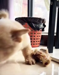 🐾 Welcome to our paw-some adventure featuring the cutest and most lovable