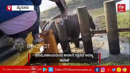 ರೈಲ್ವೆ ಬ್ಯಾರಿಕೇಡ್​ ಕಂಬಿಗಳ ನಡುವೆ ಸಿಲುಕಿ ಒದ್ದಾಡಿದ ಕಾಡಾನೆ; ಜೆಸಿಬಿ ಸಹಾಯದಿಂದ ರಕ್ಷಣೆ- ವಿಡಿಯೋ