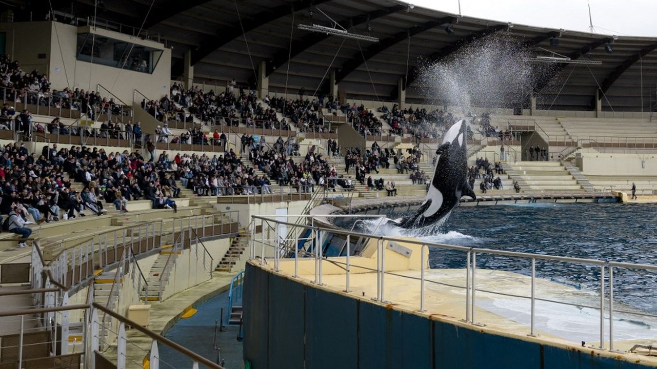 Les raisons et conséquences de la fermeture définitive du Marineland d'Antibes