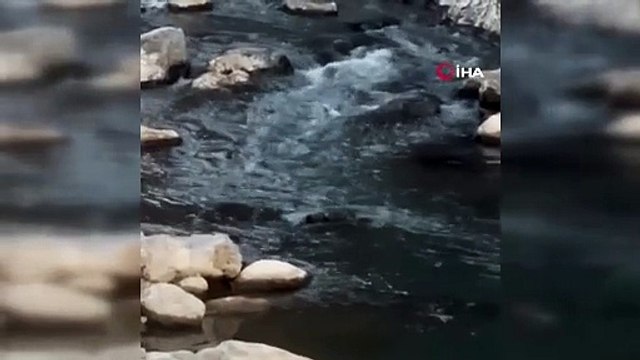 🔴Şırnak'ın Beytüşşebap ilçesinde derede balık avlayan su samuru kameralara yakalandı.
