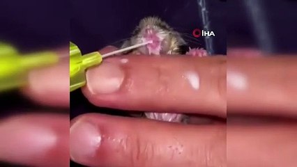 Yediuyur yavrusu şefkatli ellerde