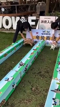 Course entre un lapin et une tortue... devinez qui gagne