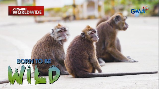 Mga grupo ng unggoy sa ilang probinsya sa bansa, problema ng mga residente | Born to be Wild