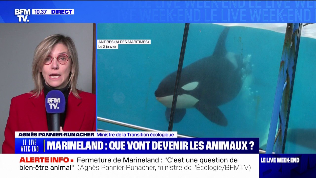 Agnès Pannier-Runacher confirme que les orques du parc Marineland ne seront pas transférées vers le Japon en raison "d'un risque important pour leur santé"