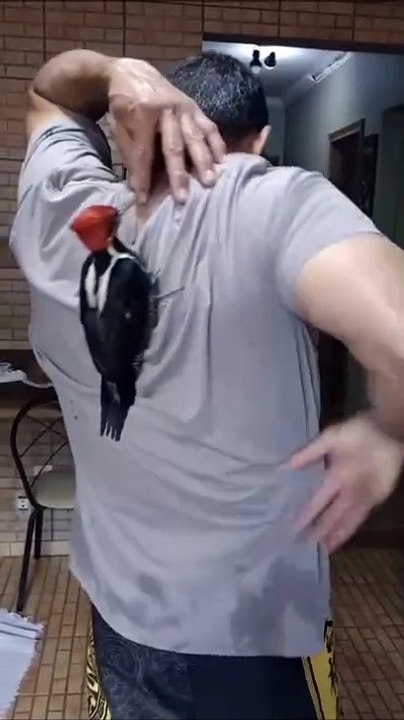 Cet oiseau troll son maitre d'une façon géniale