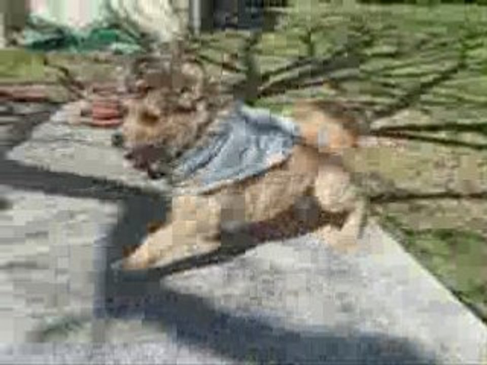 Mon chien Baloo