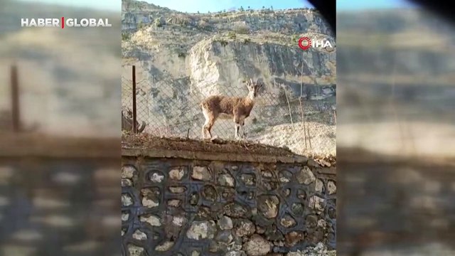 Tunceli'de ilginç manzara: Dağ keçileriyle vatandaşın tebessüm ettiren diyaloğu