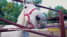 Incredible Horse Facts, Speed, Strength, and Stunning Senses!