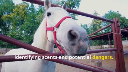 Incredible Horse Facts, Speed, Strength, and Stunning Senses!