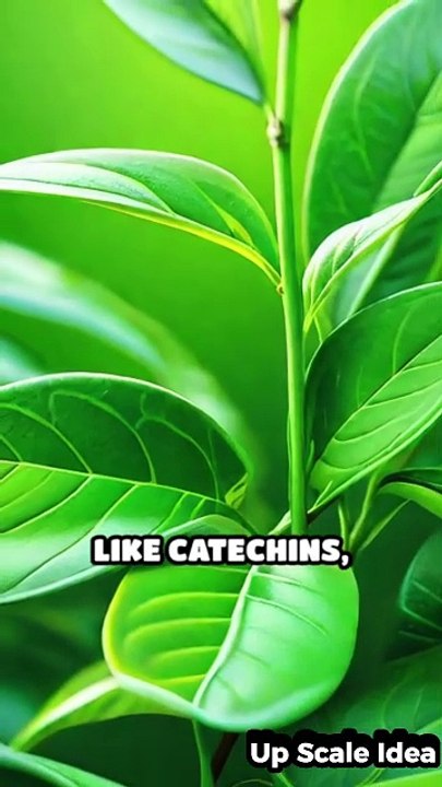 Unlock the Power of Green Tea Daily