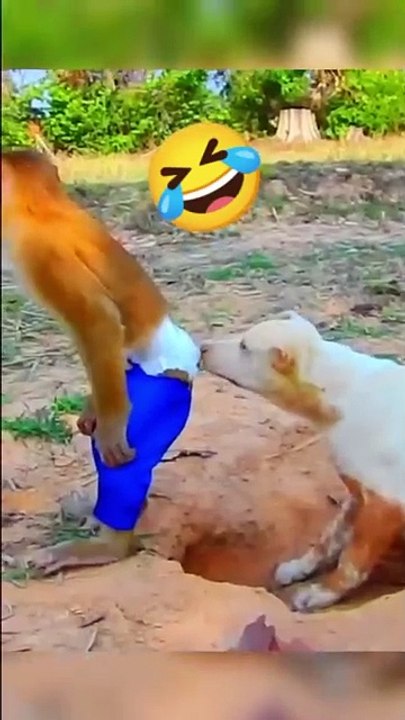 MOMEN FUNNY ANIMALS