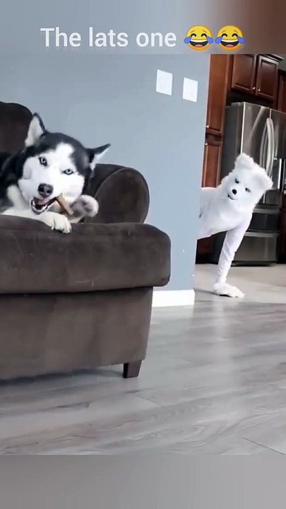MOMEN FUNNY ANIMALS