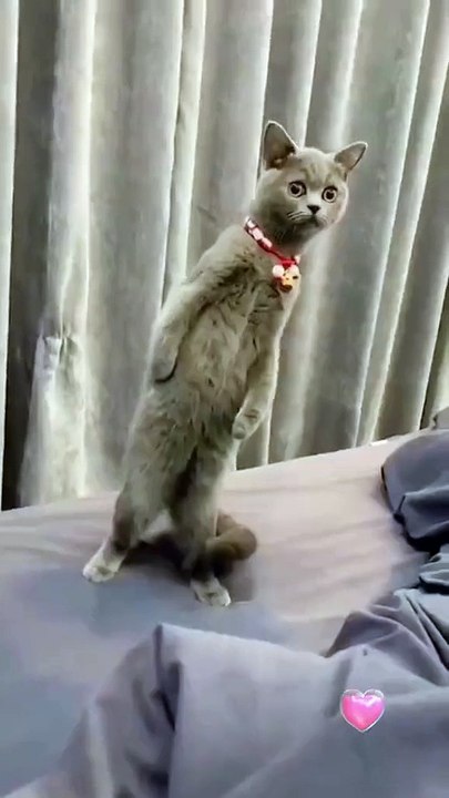 MOMEN FUNNY ANIMALS