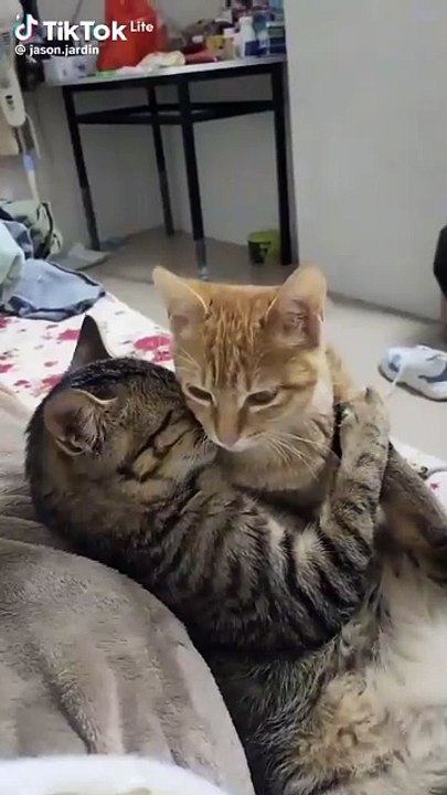 MOMEN FUNNY ANIMALS