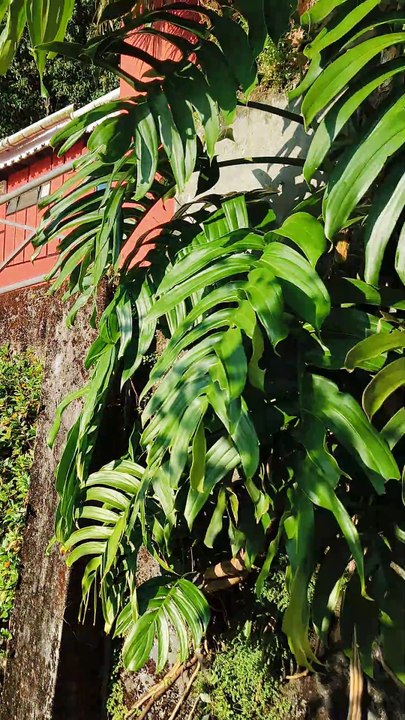 Sikkim Resort (THE RED MUD CHALET)