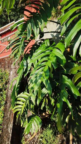 Sikkim Resort (THE RED MUD CHALET)