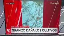 Intensa granizada afecta a plantaciones de durazno en Chuquisaca