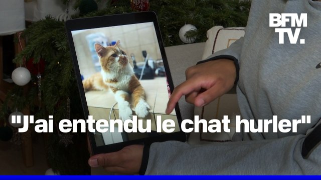 J'ai compris que ce n'était pas des cris de bagarre de chats : à Bondoufle, dans l'Essonne, des chats sont tués par des chiens dangereux