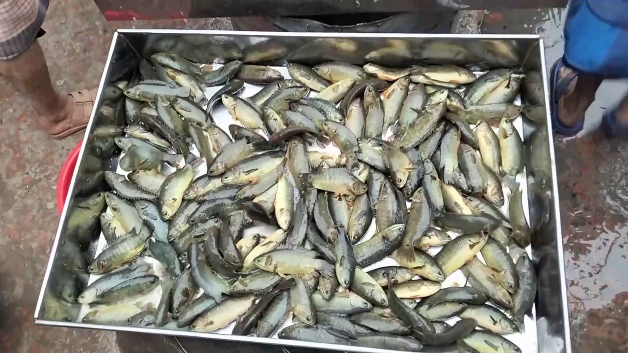 🌊🐟 Dive into the Vibrant World of Indian Fish Markets! 🐟🌊