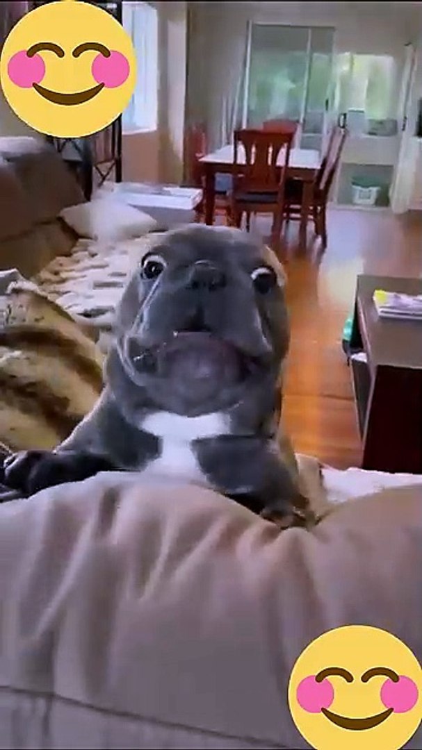 ⁣Funny animals #shorts #animals