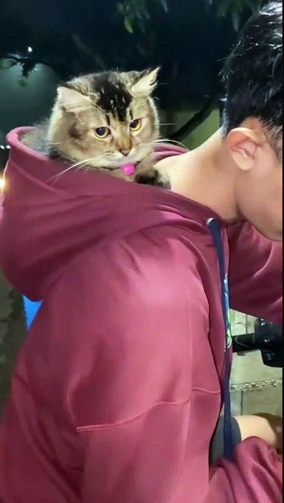 Hello 🐱