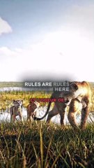 Une incohérence dans le film Mufasa concernant son pouvoir d'odorat