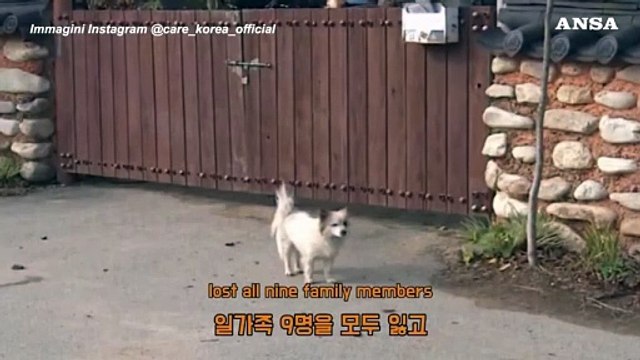 Resta solo dopo il disastro aereo in Corea, cane cerca famiglia