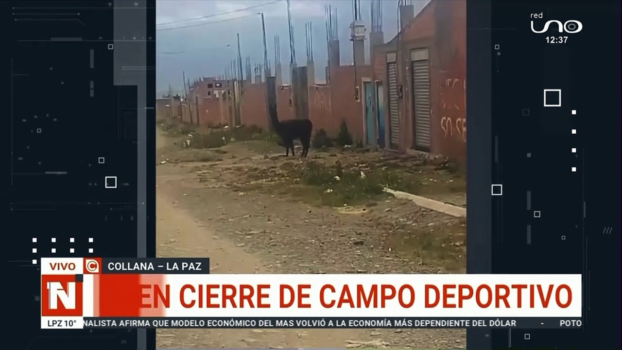 Llamas amarradas