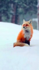 Cute Animal || Lovely nature || Relaxing Nature