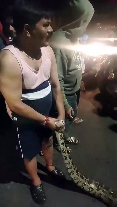 Python in the Village: A Surprising Visitor!