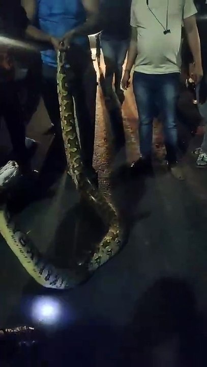 Massive Python Slithers Into Village: Unbelievable Encounter!
