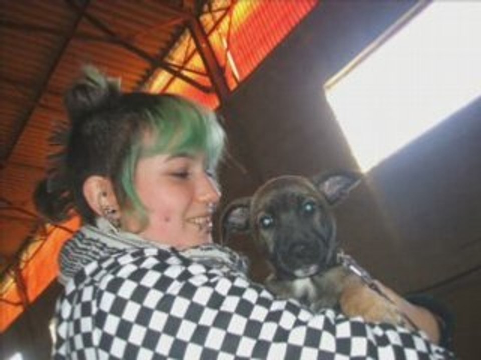 Amis