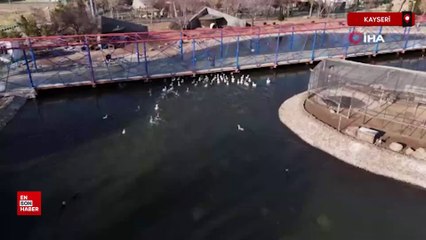 Kayseri'deki ayılar kış uykusuna yatmadı