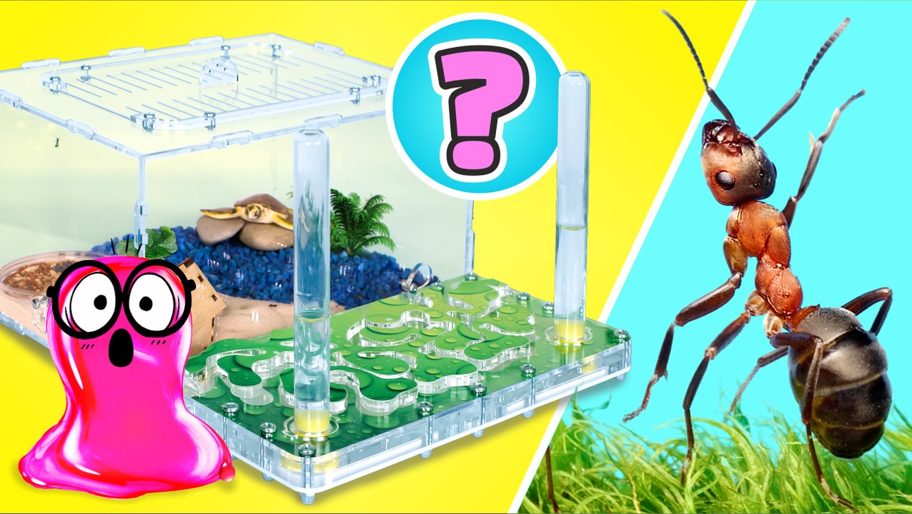 🕷️ Maisons cool pour les fourmis, rats, tortues, araignées et escargots || IDÉES DIY FACILES !