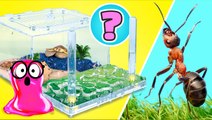 🕷️ Maisons cool pour les fourmis, rats, tortues, araignées et escargots || IDÉES DIY FACILES !