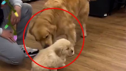 La reacción de este Golden Retriever al conocer a su nuevo hermanito por Navidad derrite corazones en redes