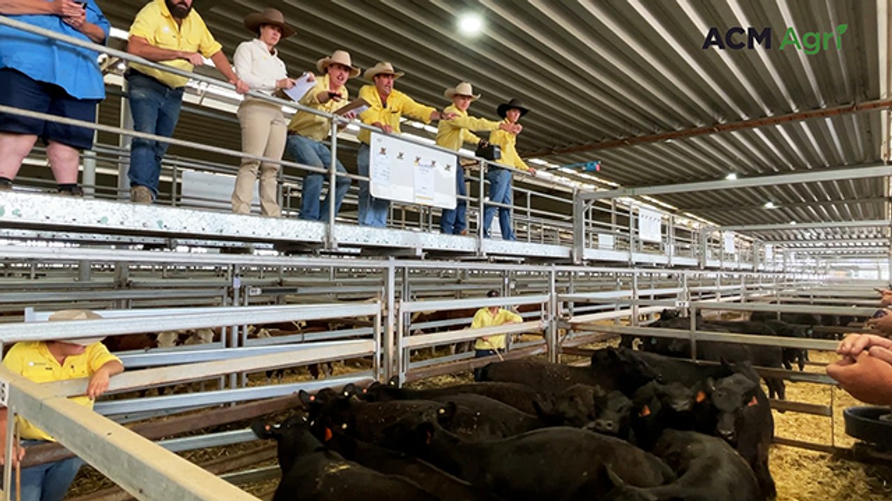 Solid start to Wodonga weaner sales