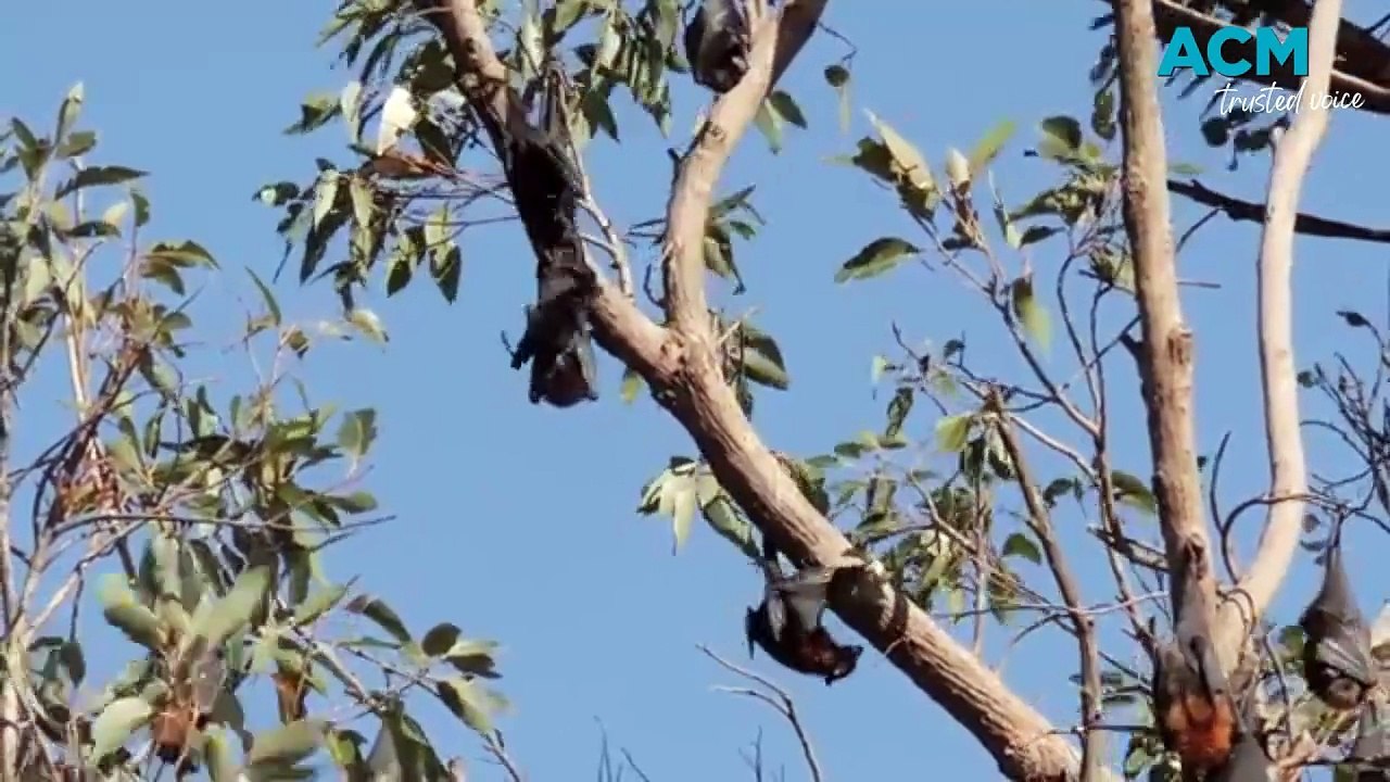 The role bats play in pollination and regeneration