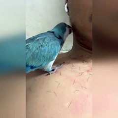 😳The parrot decided to become a depilation master.