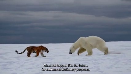Siberian Tiger vs Polar Bear Who rules