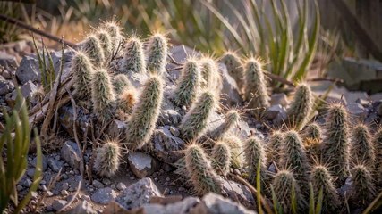 Les cactus 2024 récompensent les pires pratiques des entreprises