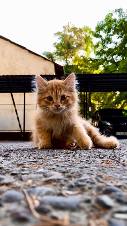 Close up of an Orange Tabby Kitten