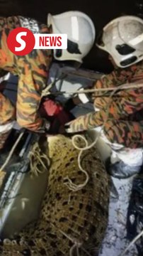Two-metre crocodile captured near Pulau Ketam jetty