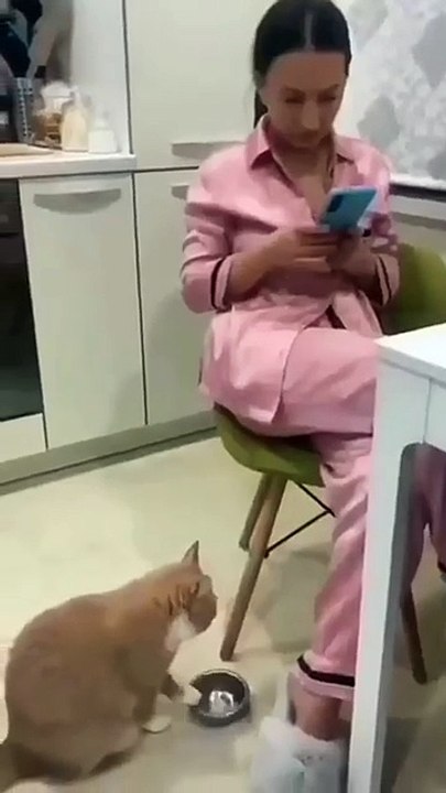 very funny cat and dogs