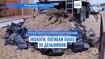 "Дельфа": более 30 дельфинов погибли в результате разлива мазута в Керченском проливе