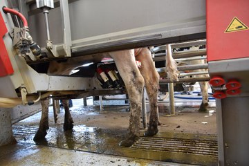 Dairy labour shortage drives switch to robots | January 6, 2025